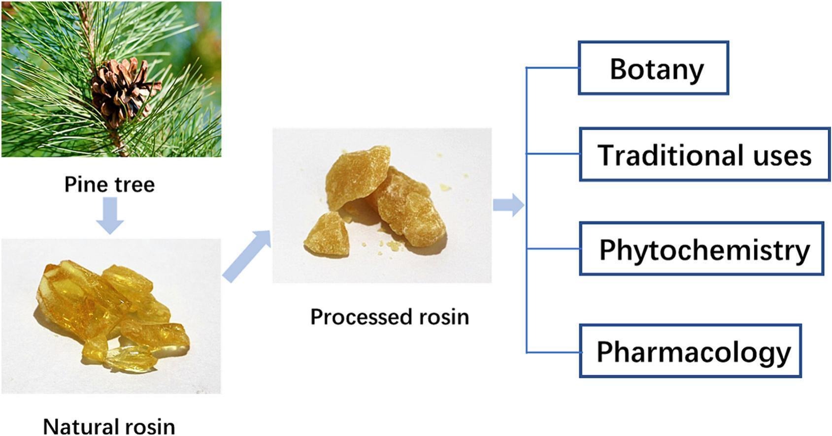 You are currently viewing Rosin: A comprehensive review on traditional uses, phytochemistry, and pharmacology