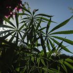 The Cannabis Terpenes