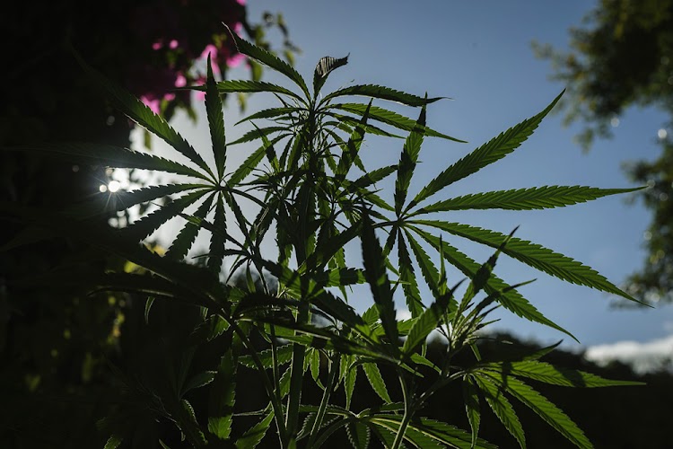 Read more about the article The Cannabis Terpenes