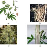 The Medicinal Natural Products of Cannabis sativa Linn.: A Review