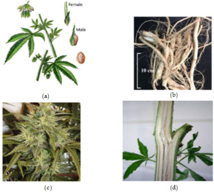 You are currently viewing The Medicinal Natural Products of Cannabis sativa Linn.: A Review